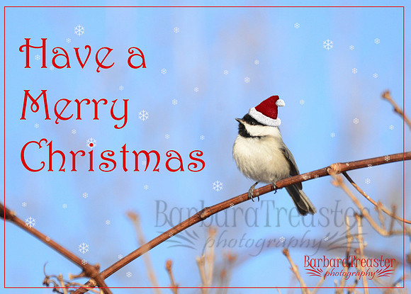 Have a Merry Christmas