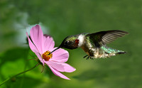 Butterflies, Birds & Bugs